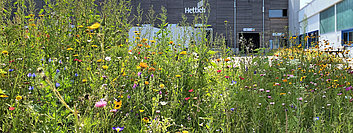 Blumenwiese vor Hettich Gebäude