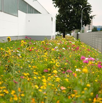 Blumenwiese vor einem Hettich Gebäude